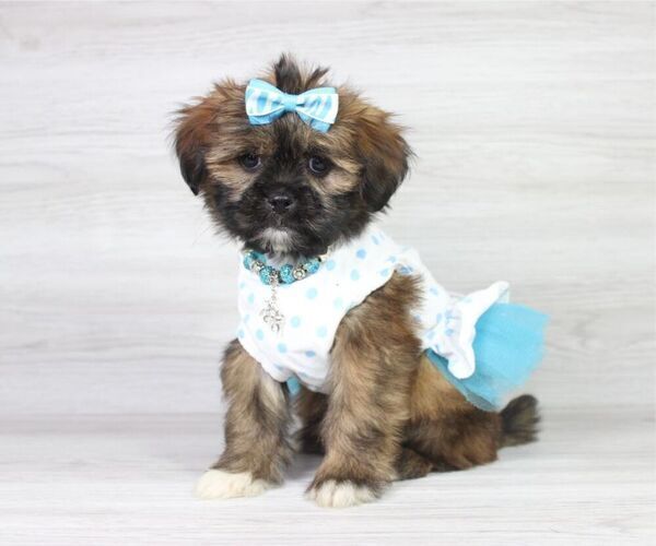 Medium Photo #5 Zuchon Puppy For Sale in LAS VEGAS, NV, USA