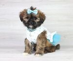 Small Photo #5 Zuchon Puppy For Sale in LAS VEGAS, NV, USA