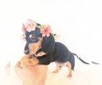 Small #1 Dachshund