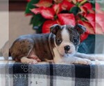 Small #2 Boston Terrier