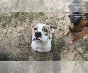 American Pit Bull Terrier-Unknown Mix Dogs for adoption in Ocala, FL, USA