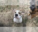 PUPPY - Male American Pit Bull Terrier-Unknown Mix Dog for Adoption - Small photo