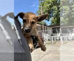 Small German Shepherd Dog Mix
