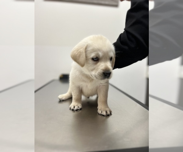 Medium Photo #5 Labrador Retriever Puppy For Sale in LOUISBURG, NC, USA