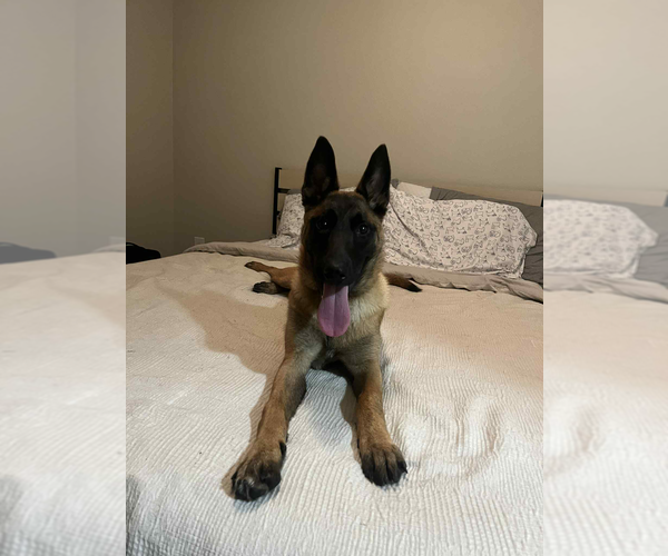 Medium Photo #2 Mutt Puppy For Sale in Imlay City, MI, USA