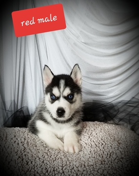 Medium Photo #2 Siberian Husky Puppy For Sale in EXCELLO, MO, USA
