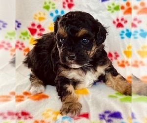 Poodle (Miniature)-Zuchon Mix Puppy for sale in ALGOMA, WI, USA