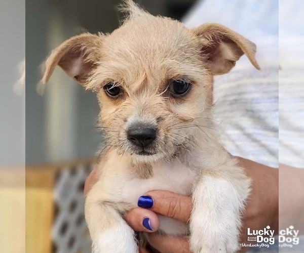 Medium Photo #2 ShiChi Puppy For Sale in Washington, DC, USA