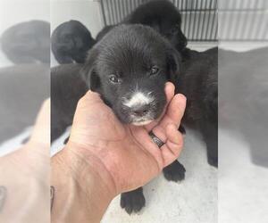 Labrador Retriever-Unknown Mix Dogs for adoption in Houston, TX, USA