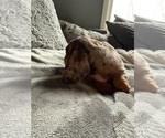 Small Photo #12 Dachshund Puppy For Sale in JOHNSTON, RI, USA