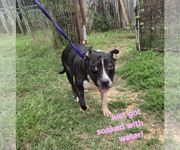 Medium Photo #1 American Bulldog-Unknown Mix Puppy For Sale in Jackson, MS, USA