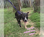 Small American Bulldog Mix
