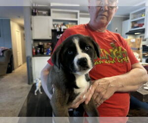 Mutt Dogs for adoption in Holly Springs, NC, USA