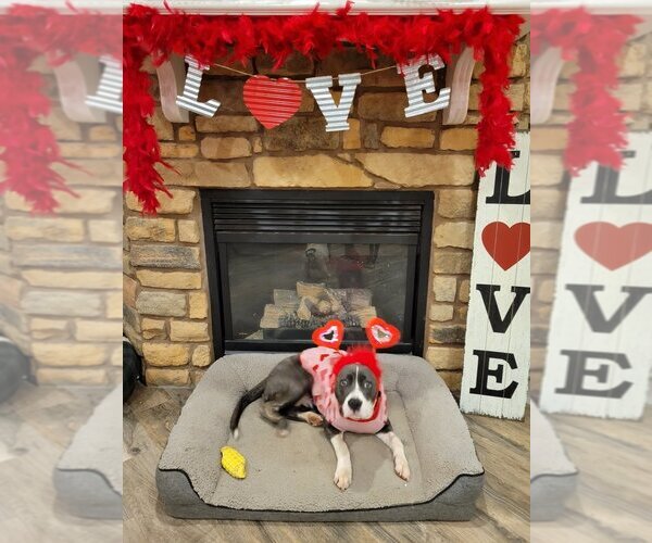Medium Photo #3 Mutt Puppy For Sale in Katy, TX, USA