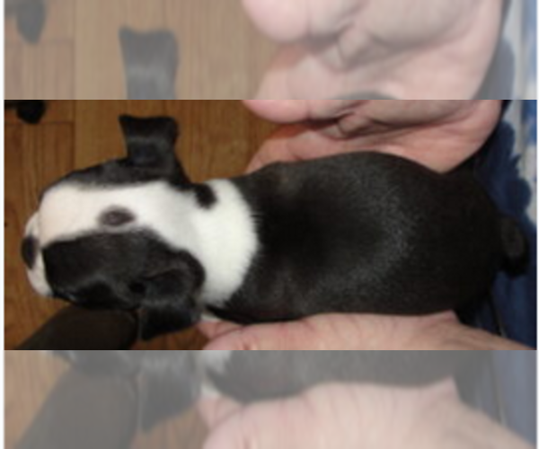 Medium Photo #3 Boston Terrier Puppy For Sale in BEND, OR, USA