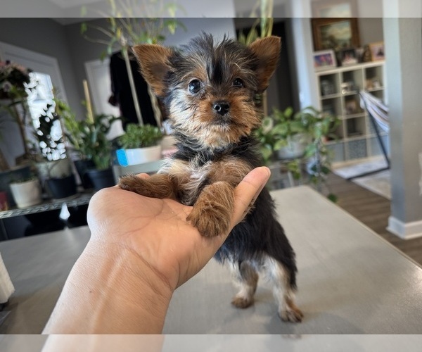 Medium Photo #5 Yorkshire Terrier Puppy For Sale in BROOKLAND, AR, USA
