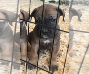 Medium Boerboel