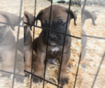 Puppy Orange Boerboel