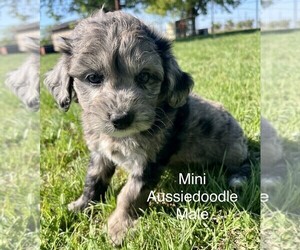 Aussiedoodle Miniature  Puppy for sale in TAYLOR, TX, USA