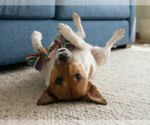 Small #2 Jack Russell Terrier