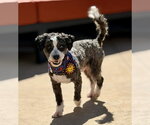 Small #2 Poodle (Toy) Mix