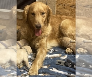 Mother of the Golden Retriever puppies born on 06/18/2021