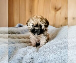 Cock-A-Tzu Puppy for sale in WOBURN, MA, USA
