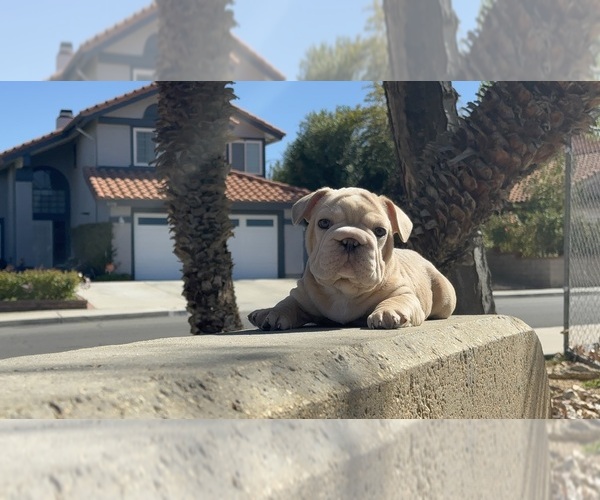 Medium Photo #1 French Bulldog Puppy For Sale in PALMDALE, CA, USA