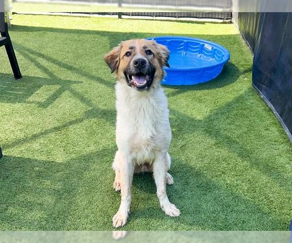 Medium Photo #1 Anatolian Shepherd-Unknown Mix Puppy For Sale in Orange, CA, USA