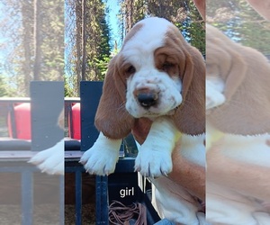 Basset Hound Puppy for sale in ZILLAH, WA, USA