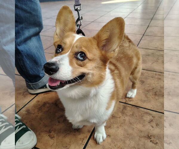 Medium Photo #1 Pembroke Welsh Corgi Puppy For Sale in San Jose, CA, USA