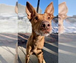 Carolina Dog-Unknown Mix Dogs for adoption in Boston, MA, USA