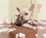 Small Photo #7 French Bulldog Puppy For Sale in ANAHEIM, CA, USA