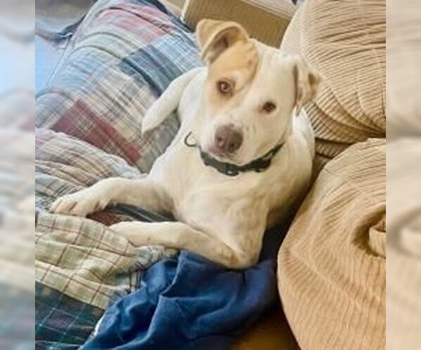 Medium Photo #1 Labrador Retriever-Unknown Mix Puppy For Sale in Missouri City, TX, USA