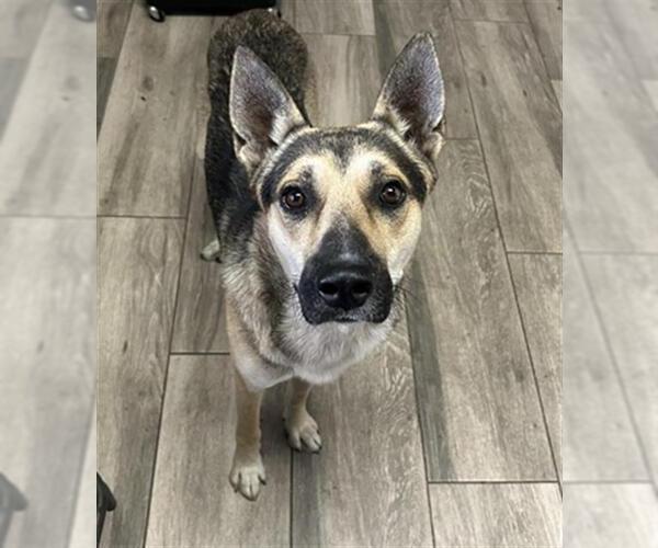 Medium Photo #1 German Shepherd Dog Puppy For Sale in Redlands, CA, USA