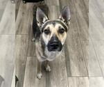 Small German Shepherd Dog