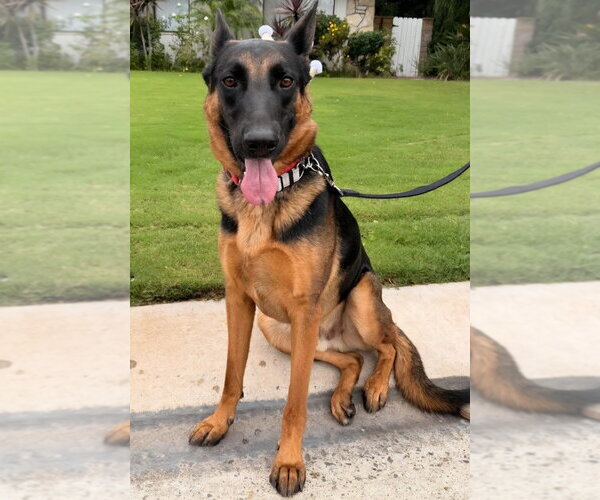 Medium Photo #22 German Shepherd Dog-Unknown Mix Puppy For Sale in Lake Forest, CA, USA