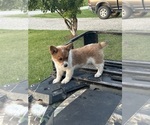 Small #16 Pembroke Welsh Corgi