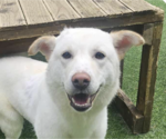 Ozzy - Male Mutt Dog for Adoption - Small photo