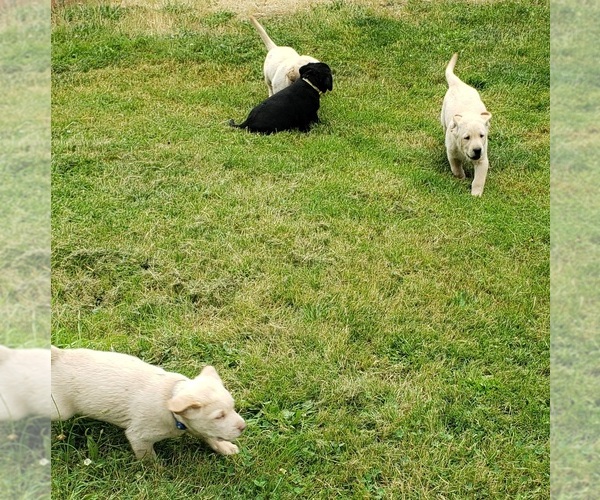 Medium Photo #12 Labrador Retriever Puppy For Sale in OLYMPIA, WA, USA