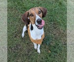 Small #2 Treeing Walker Coonhound Mix