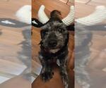 Small #1 Mutt