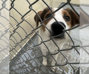 Mutt Dogs for adoption in Anchorage, AK, USA
