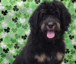 Small Photo #5 Bernedoodle Puppy For Sale in BLAKESBURG, IA, USA