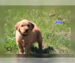 Puppy Jilly Golden Retriever