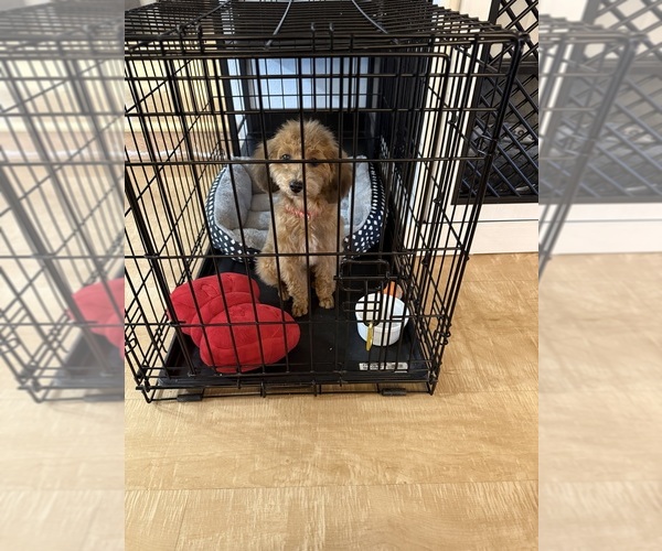Medium Photo #3 ShihPoo Puppy For Sale in SALEM, OR, USA