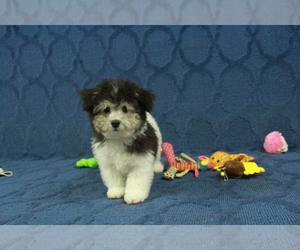 Bichpoo-Poochon Mix Puppy for sale in HICKORY, NC, USA