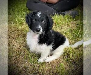 Aussiedoodle Miniature Puppy for sale in LEBANON, OR, USA