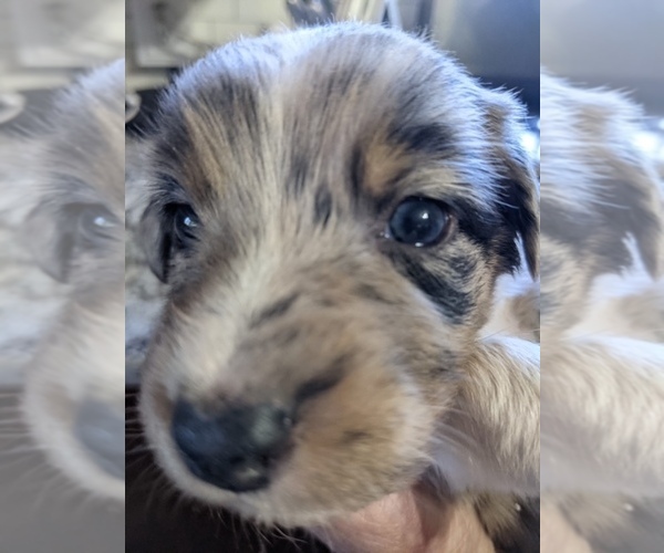 Medium Photo #1 F2 Aussiedoodle Puppy For Sale in ONAWAY, MI, USA