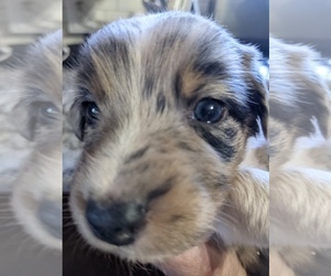 F2 Aussiedoodle Puppy for sale in ONAWAY, MI, USA